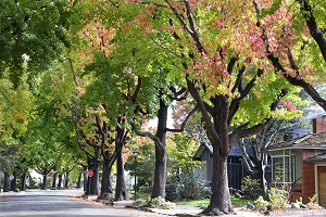 trees lining an older neighborhood | hoa means
