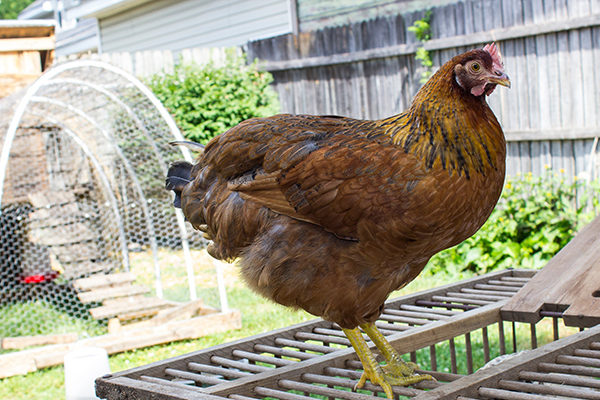 Should Raising Backyard Chickens In HOA Communities Be Allowed? backyard chickens in HOA