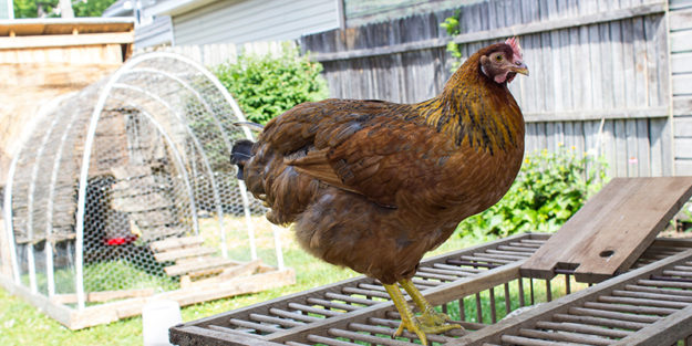backyard chickens in HOA