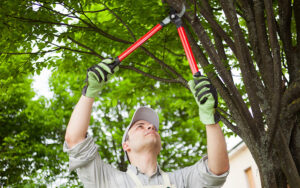 Who is Responsible for HOA Tree Pruning?