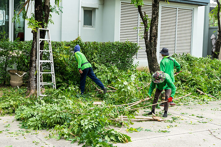 pruning of tree
